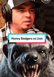 Honey Badger vs. Lion: The Ultimate Showdown