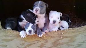 Maybe you would like to learn more about one of these? Blue Nose Pitbulls For Sale California Page 5
