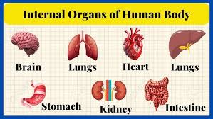 Image result for internal organs