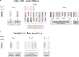How is this so, and what is robertsonian translocation? Mapping Allele With Resolved Carrier Status Of Robertsonian And Reciprocal Translocation In Human Preimplantation Embryos Pnas
