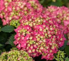 Pin On Hydrangea
