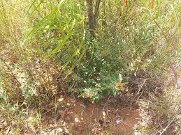 Image result for Grona barbata