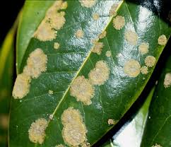 Cephaleuros virescens (algal spot of coffee) | CABI Compendium