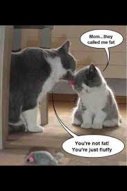 Omg Cutest Kitten Meme Ever Cute Kitten Meme Kittens Cutest Christmas Cat Collar