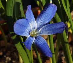 Image result for Tecophilaeaceae