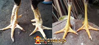 Dan ciri ciri ayam pukul saraf yang saya akan jelaskan lebih tepatnya ayam yang mempunyai pukulan yang cukup keras dengan akurasi yang tepat ke untuk ciri ayam pukul sarat yang pertama menurut saya bisa di lihat di bagian kaki , yang paling penting kaki ayam kering dan ketika di pegang. Sisik Ayam Pukul Mati Cara Golden