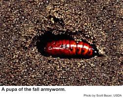 Although many insects are dependent on. Fall Armyworm In Ornamentals Nc State Extension Publications