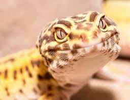 How To Set Up The Perfect Lighting For Leopard Geckos Leopard Gecko Lizard Image Leopard Gecko Care