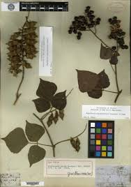 Image result for Rhynchosia procurrens