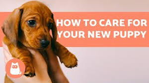 Check spelling or type a new query. Can You Touch Newborn Puppies All You Need To Know