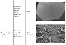 Image result for Polystachya campyloglossa