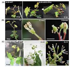 Each cluster is borne opposite a leaf on nodes near the base of a shoot. Viruses Free Full Text Virus Induced Flowering By Apple Latent Spherical Virus Vector Effective Use To Accelerate Breeding Of Grapevine