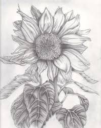 Sunflower border, common sunflower, sunflower, flower arranging, sunflower, sunflower seed png. Drawing Practice Sunflower By Josephnorris On Deviantart Sunflower Drawing Sunflower Drawing Pencil Sunflower Drawings