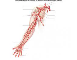 Fake blood vessels are starting to get real. Arteries Of The Arm