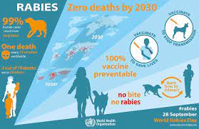 Animals bitten on the tips of the rear toes will take longer to develop rabies than bites on the tip of the nose. Rabies What You Need To Know To Prevent It Turning Your Pet Mad