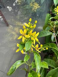 Image result for Tristellateia