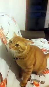 Kindar Kedi Haydar Dailymotion Video
