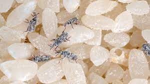 Pests search for safe areas to live, and a room cluttered with objects pests come into your home looking for safety and food. Pest Advice For Controlling Stored Product Insects Spis