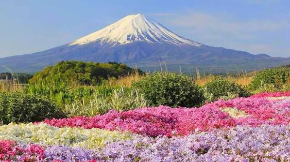 Mount Fuji Oishi Park x Oshino Hakkai x Little Edo Kawagoe x Yamanashi Fruit Orchard Fruit Picking Day Trip (Departing from Shinjuku) - Klook