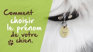 Vous venez d'adopter ou d'acheter une chienne? Bien Choisir Le Nom De Votre Chien Youtube