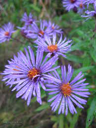 New England Aster Aster Novae Angliae Family Aster Asteraceae Habitat Damp Thickets And Meadows Height Flower Guide Wild Plants Plant Photography