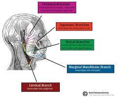 Motor Function Of Facial Nerve Facial Nerve Facial Nerve Branches Nerve Anatomy