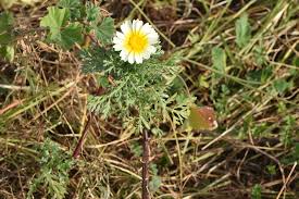 Image result for Glebionis