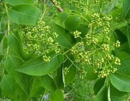 Image result for Rutaceae