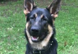 German shepherds for sale in new jersey. German Shepherd Dogs For Sale In New Jersey Agriseek Com
