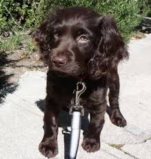 Many boykin spaniel dog breeders with puppies for sale also offer a health guarantee. Boykin Spaniel Swamp Poodle Lbd Little Brown Dog Boykin Spaniel Puppies Boykin Spaniel Spaniel Dog