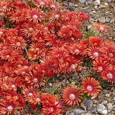Image result for Delosperma mahonii
