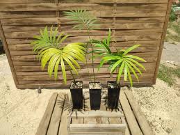 Image result for Cycas thouarsii