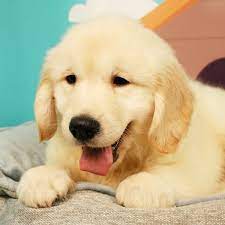 Golden retriever puppies for sale tucson az. This Adorable Golden Retriever Is Ready For His New Home Golden Retriever Puppies Retriever Puppy