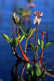 Image result for Menyanthaceae