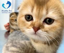 We are happy to help you! Healthy Pet Veterinary Clinic Amman Home Facebook