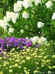 Image Www Hayefield Com Hydrangea Landscaping Plants Planting Hydrangeas