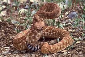 Red Diamond Rattlesnake Crotalus Ruber Rattlesnake Pit Viper Rattlesnake Tattoo