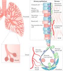 It has a.net as an domain extension. The Lung Microenvironment An Important Regulator Of Tumour Growth And Metastasis Nature Reviews Cancer
