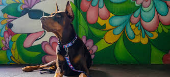 Spaniels are very active and inquisitive dogs, always ready for adventure. Dog Collar Sizes Get Recommend Size By Breed Monro Pets