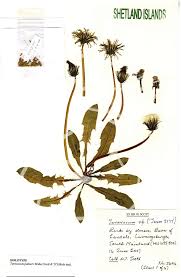 Image result for Taraxacum sp.