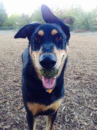 Due to the active nature of the german shepherd doberman mix, you may see wear and tear in your dogs joints as they get older. Doberman Shepherd Dog Breed All Information Dogs Breed Usa