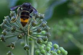 We did not find results for: Normandie Les Pieges Contre Les Frelons Asiatiques Sont Inefficaces Voire Dangereux Liberte Caen