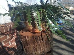 The fishbone cactus is an epiphytic plant that can grow in low soil situations. Fishbone Cactus Information About Growing Ric Rac Orchid Cactus