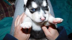 Where siberians often have blue eyes, or a combination of blue and brown, alaskans' eyes. Husky Malamute Puppies 2 Weeks Old Eyes Opening Youtube