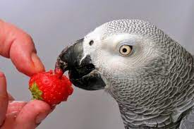 Your 60 Second List Of Good Bad Fruits For Birds Pet Birds Parrot Best Pet Birds