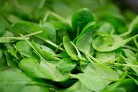 Can rabbits eat spinach leaves. Can Rabbits Eat Spinach What About Pets