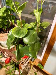 Image result for Clutia robusta