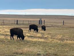 Profile for Bison Coulee Contracting