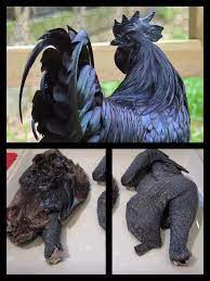 The Ayam Cemani...rare breed of Chicken from Indonesia that has Black  Feathers, Black Meat & Organs... : r/interestingasfuck