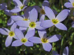 Image result for Cliffortia serpyllifolia